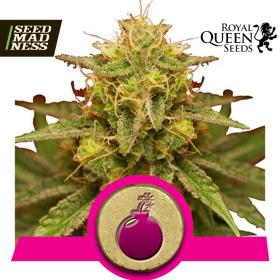 Royal Domina Feminised Seeds (Royal Queen Seeds)