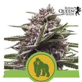 CLEARANCE - Royal Gorilla Auto Feminised Seeds (Royal Queen Seeds)