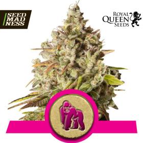 CLEARANCE - Royal Gorilla Feminised Seeds (Royal Queen Seeds)