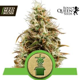 Royal Jack Auto Feminised Seeds (Royal Queen Seeds)