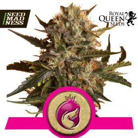 Mother Gorilla (Royal Madre) Feminised Seeds (Royal Queen Seeds)
