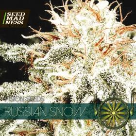 CLEARANCE - Russian Snow Feminised Seeds (Vision Seeds)