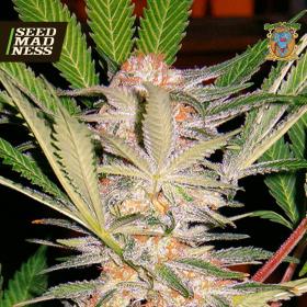 S.A.D. (Sweet Afgani Delicious) Fast Feminised Seeds (Sweet Seeds)