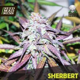 Sherbert Feminised Seeds (BlackSkull Seeds)