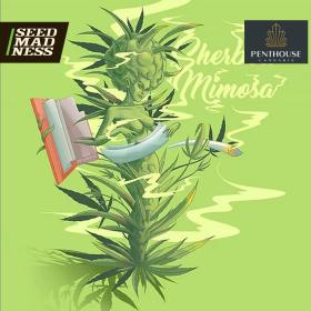 Auto Sherbert Mimosa Feminised Seeds (Penthouse Cannabis Co)