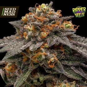 Shimo Feminised Seeds (Ripper Seeds)