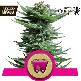 Shining Silver Haze Feminised Seeds (Royal Queen Seeds)
