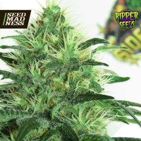 CLEARANCE - Sideral Feminised Seeds (Ripper Seeds)