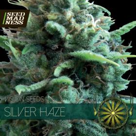 Silver Haze Feminised Seeds (Vision Seeds)