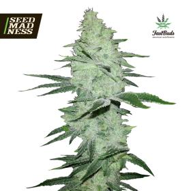 Six Shooter Auto Feminised Seeds (Fast Buds)
