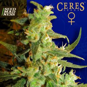 Skunk Haze Feminised Seeds (Ceres Seeds)