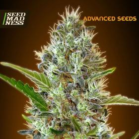 CLEARANCE - Somango Autoflowering Feminised Seeds (Advanced Seeds)