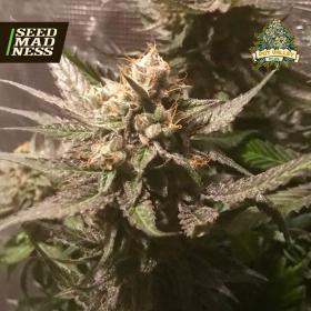 CLEARANCE - Sour Moonfire Feminised Seeds (Pot Valley Seeds)