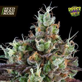 Sour Ripper Auto Feminised Seeds (Ripper Seeds)