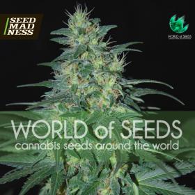South African Kwazulu (Pure Origin Collection) Feminised Seeds (World Of Seeds)