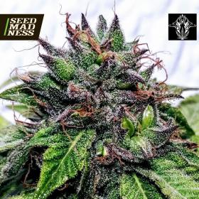 CLEARANCE - Special Needs Feminised Seeds _ DISCONTINUED (Holy Smoke Seeds)