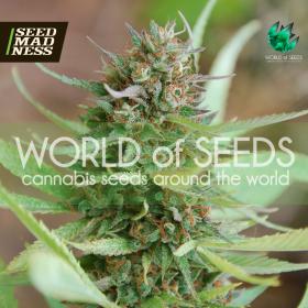 Strawberry Blue (Legend Collection) Feminised Seeds (World Of Seeds)