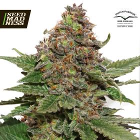 CLEARANCE - Strawberry Cough Feminised Seeds (Dutch Passion)