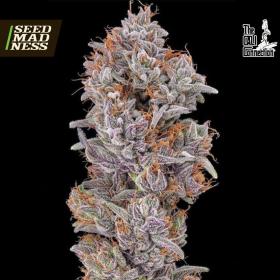 Strawberry Delight Feminised Seeds (Cali Connection)