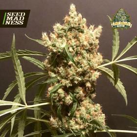 CLEARANCE - Strawberry Marshmallow Feminised Seeds (Pot Valley Seeds)