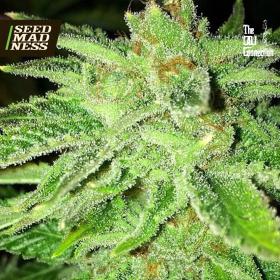CLEARANCE - Strawberry OG Feminised Seeds (Cali Connection)