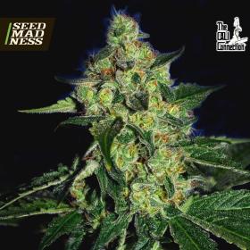 CLEARANCE - SugarMill (Gold Line) Feminised Seeds (Cali Connection)