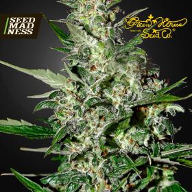 Super Critical Autoflowering Feminised Seeds (Green House Seed Co)