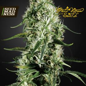 Super Silver Haze Feminised Seeds (Green House Seed Co)