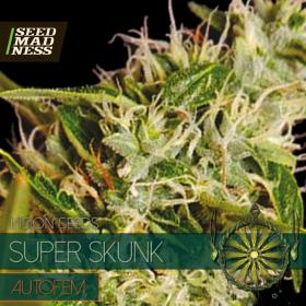 Super Skunk Auto Feminised Seeds (Vision Seeds)