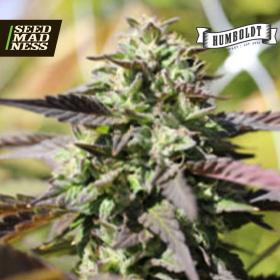 The Bling Feminised Seeds (Humboldt Seed Company)