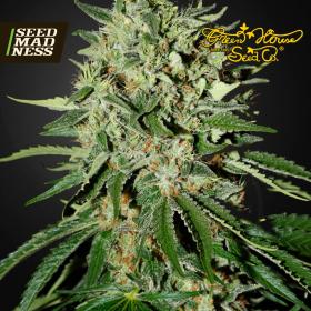 The Doctor Feminised Seeds (Green House Seed Co)