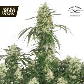 CLEARANCE - The Ultimate Feminised Seeds (Dutch Passion)