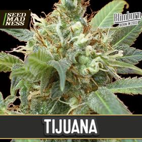 Tijuana Feminised Seeds (BlimBurn Seeds)