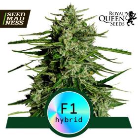 Titan F1 Automatic Feminised Seeds (Royal Queen Seeds)