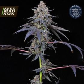 Total Eclipse Feminised Seeds (Compound Genetics)