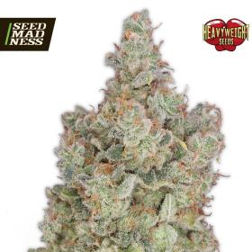 CLEARANCE - Total Paralysis Feminised Seeds (Heavyweight Seeds)