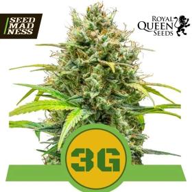 Triple G Automatic Feminised Seeds (Royal Queen Seeds)