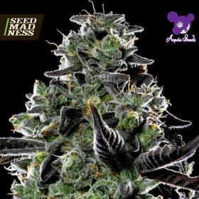 Violet Face Auto Feminised Seeds (Anesia Seeds)