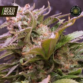 Vision Caramello Auto Feminised Seeds (Vision Seeds)