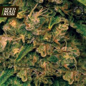Vision Critical Auto Feminised Seeds (Vision Seeds)