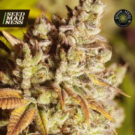 CLEARANCE - Vision Gorilla Feminised Seeds (Vision Seeds)