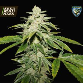 CLEARANCE - WaterMelon Ultra Feminised Seeds (TH Seeds)