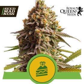 Wedding Cake Auto Feminised Seeds (Royal Queen Seeds)