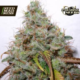 CLEARANCE - White Berry Feminised Seeds (Paradise Seeds)