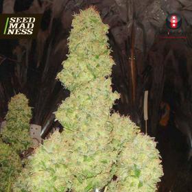 White Russian Feminised Seeds (Serious Seeds)