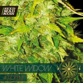 White Widow Auto Feminised Seeds (Vision Seeds)