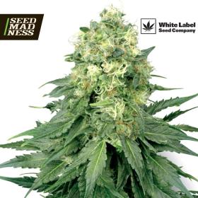 White Widow Regular Seeds (White Label Seed Co)