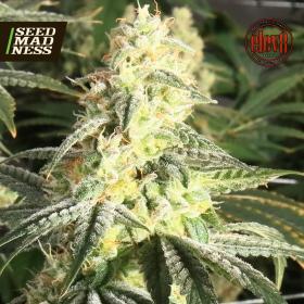 CLEARANCE - Giscotti (labelled Biscotti) Feminised Seeds - DSICONTINUED (Elev8 Seeds)