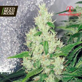 CLEARANCE - Y Griega Feminised Seeds - DISCONTINUED (Medical Seeds)