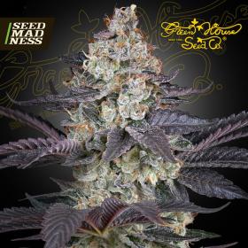 Ztrawberry Feminised Seeds (Green House Seed Co)